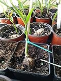 PLAT FIRM GERMINATIONSAMEN: Ingwerpflanze